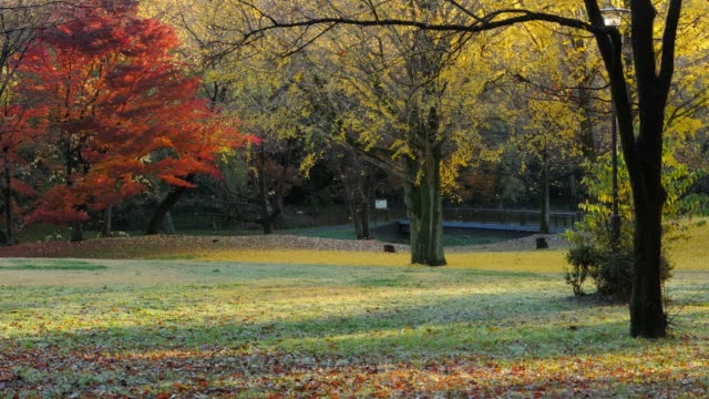 Hojas-de-otoño-en-el-parque
