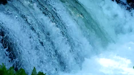 Cherry-salmon-jump-over-the-waterfall