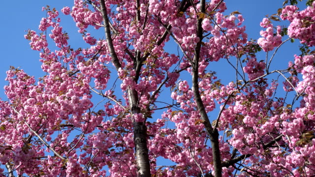 Árbol-de-floración-sakura-rosa