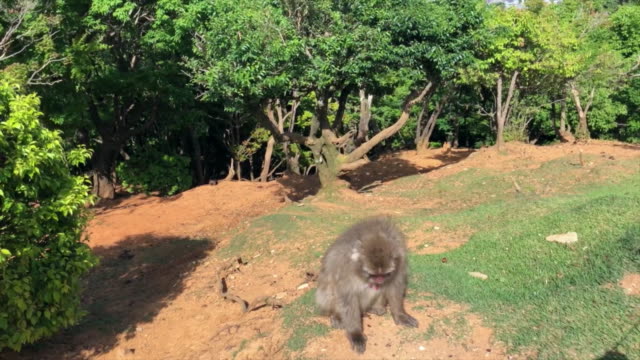 Un-macaco-japonés-silvestre-en-el-área-de-Kioto