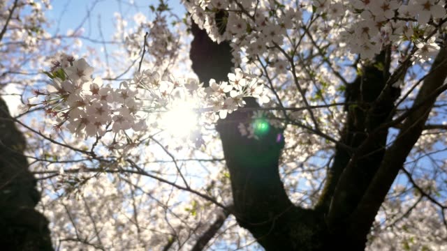 Flores-de-cerezo,-Sakura,-en-plena-floración-en-fondo-de-cielo-azul-con-destello-de-sol.