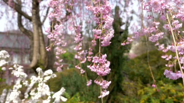 Flores-de-cerezo,-Sakura,-en-plena-floración-en-fondo-de-cielo-azul.