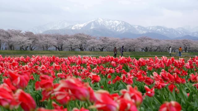 Schöne-Tulpenfelder-mit-Sakura-Bäume-und-Schnee-Gebirgshintergrund