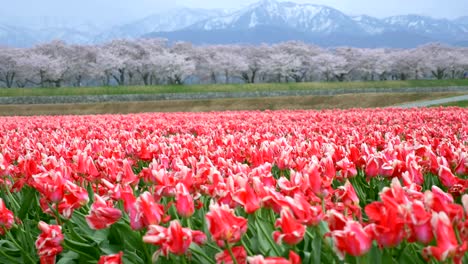 Schöne-Tulpenfelder-mit-Sakura-Bäume-und-Schnee-Gebirgshintergrund