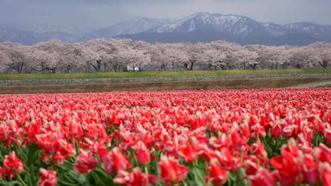 Schöne-Tulpenfelder-mit-Sakura-Bäume-und-Schnee-Gebirgshintergrund