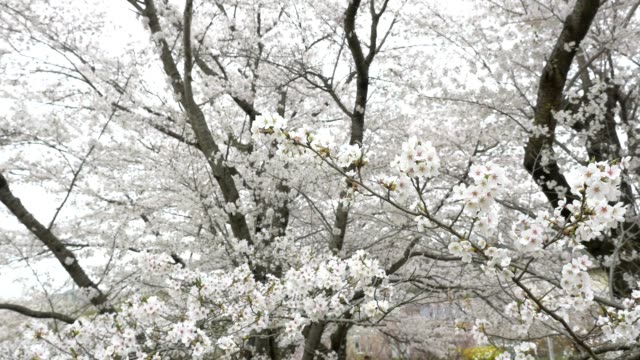 Cherry-blossoms,-Sakura,-in-full-bloom-during-spring-season