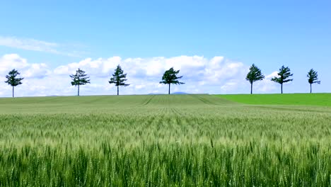 Campos-de-la-colina-hermosa-en-Hokkaido