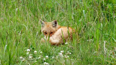 Red-fox-kits-(Ezo-red-fox)