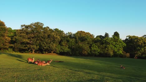 Deer-Rest-strömen-Sie-und-laufen-Sie-Zeitlupe-Weg