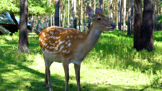 Spotted-deer-in-the-zoo.