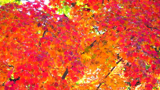 Schön-im-Herbst-Hintergrund