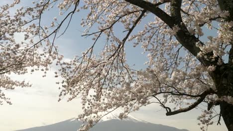 Gimbal-Clip-von-Mt.-Fuji-und-einem-großen-Kirschbaum-in-voller-Blüte-in-japan