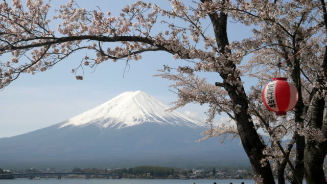 Mount-Fuji-und-einem-Kirschbaum-mit-einer-Papierlaterne-in-kawaguchiko