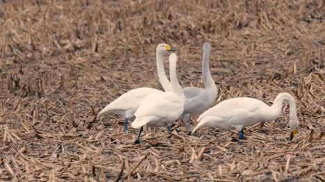 White-Swans,in-Kushiro-Shitsugen,Hokkaido,Japan,Filmed-in-4K