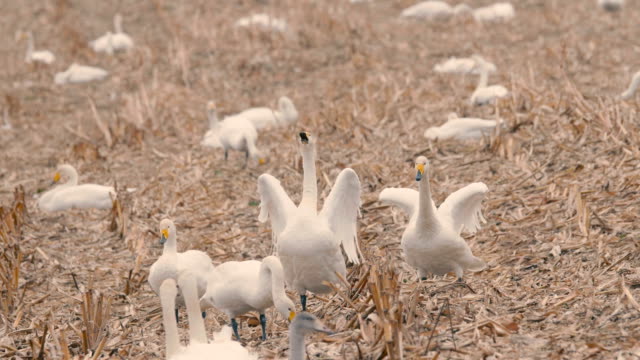 Cisnes-blancos,-en-Kushiro-Shitsugen,-Hokkaido,-Japón,-filmaron-en-4K