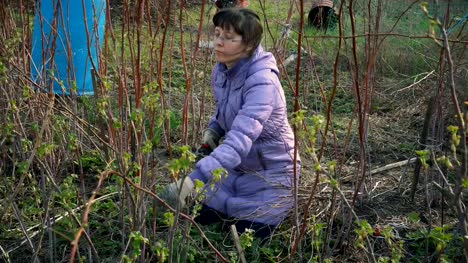woman-working-to-garden.-pruning-branch-before-new-season