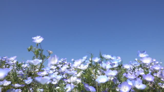 Nemophila-flowers-blooming-in-spring