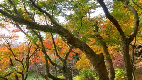 Meciéndose-en-el-viento-las-hojas-de-otoño-brillante-y-vibrante