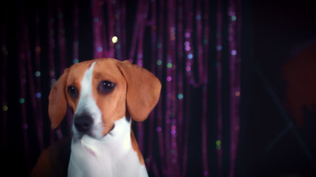 4-k-Geburtstag-Beagle-Hund-mit-Konfetti-fallen