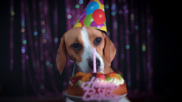 4-k-Geburtstag-Beagle-Hund-essen-Kuchen-mit-Kerze
