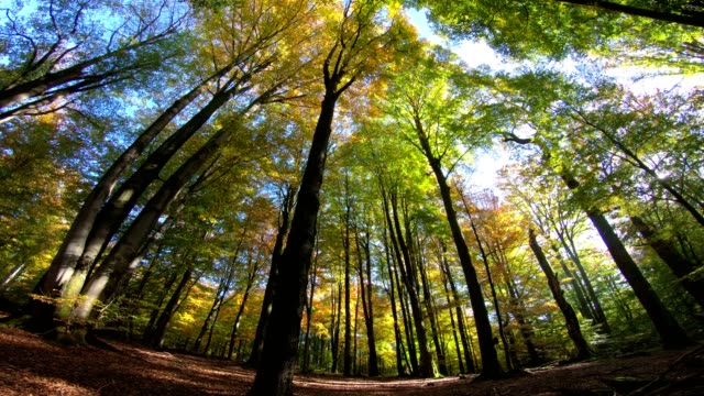 Beech-forest,-beech-woods,-fagus,-Buchenwald,-laubwald,-deciduous-forest,-wood,-beech-leaves,-autumn,--Spessart,-bavaria,-4K