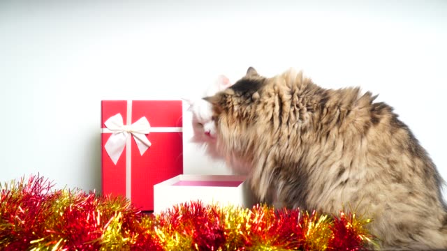 Celebrar-la-Navidad-con-gato-persa-precioso-y-una-caja-de-regalo-hermosa:-4k