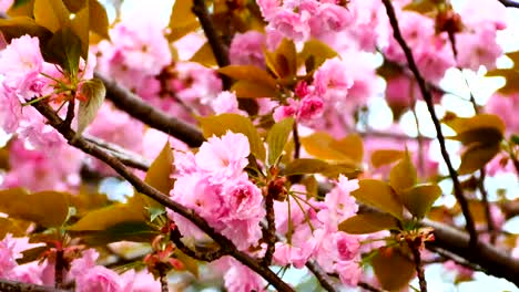 Video-de-naturaleza-cerca-hasta-flor-de-cerezo-de-Japón-en-el-cerezo-son-viento-florece-en-primavera,-4K-o-resolución-UHD.