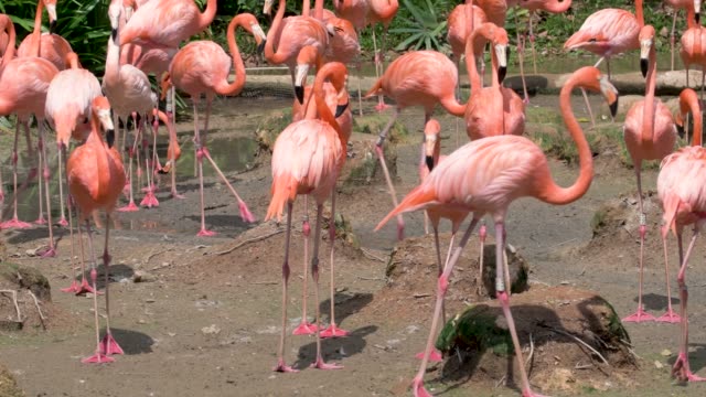 Karibik-Flamingo-herumlaufen-und-auf-der-Suche-nach-Essen-und-entspannen