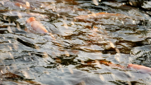 Fütterung-der-Fische-im-Teich