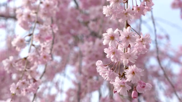 Cherry-blossoms,-Sakura,-in-full-bloom-on-blue-sky-background.