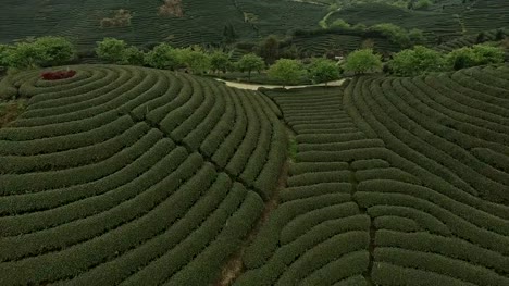 Fujian-Teegarten-Luftaufnahmen