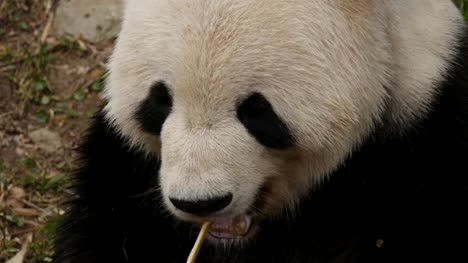 high-angle-close-up-of-a-giant-panda-feeding