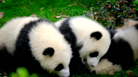 Giant-Panda-Bärenjunges-auf-einem-Baum