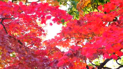 Beautiful-in-Autumn-Background