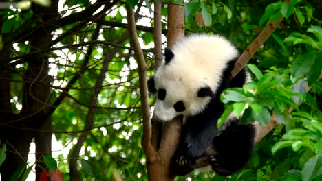 Giant-panda-bear-cub-on-a-tree
