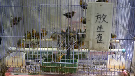 close-up-of-a-lark-for-sale-at-mongkok-in-hong-kong