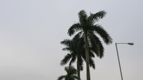 China-bewölkten-Tag-Macau-Stadt-Palm-Tree-tops-zu-Fuß-4k