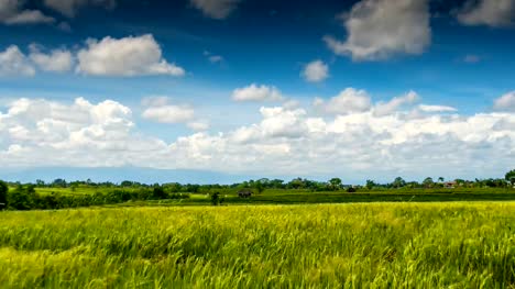 Campo-de-arroz-verde-en-lapso-de-tiempo-de-las-nubes