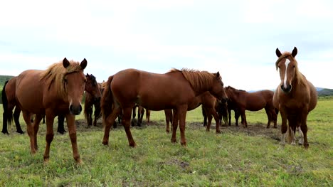 caballos-mirando-a-cámara-en-la-pradera
