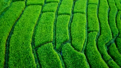 drone-aerial-view-:-beautiful-landscape-view-of-rice-terraces