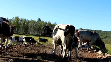 vaca-comiendo-hierba-en-la-pradera