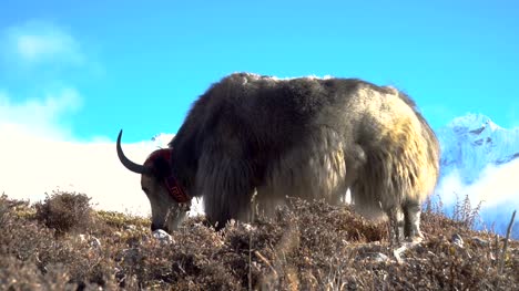 Yaks-in-the-Himalayas.