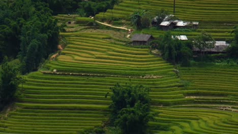 Farmer-Man-driving-motorcycle-through-scenic-Vietnam-fields-of-Sapa,-Vietnam-Asia