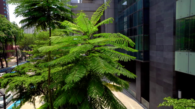 Green-fern-tree-near-office-building-,exterior.-Glass-windows-on-concrete-facade-with-green-tree-and-city-traffic.-Daytime-outside-scene-setup.-FullHD