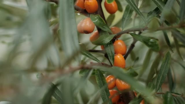 Sea-buckthorn-bush-and-orange-berries-in-garden.