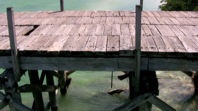 Bridge-in-a-mangrove
