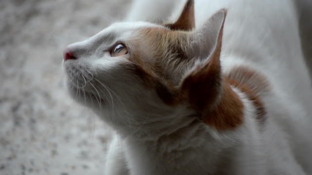 Portrait-footage-of-cat