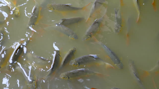 A-large-group-of-fish