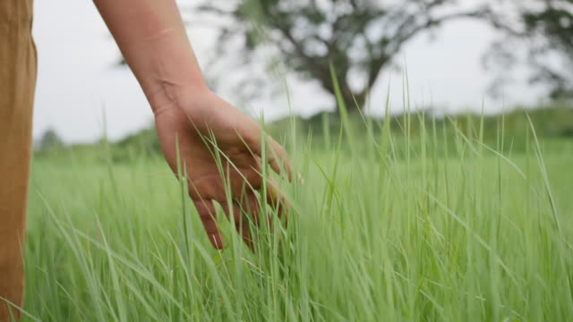 Close-up-Woman-hand-touching-the-green-grass-on-a-field-blowing-the-wind