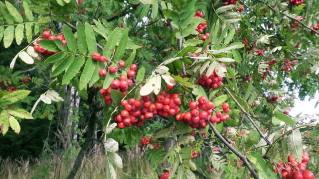 Bush-of-red-ripe-mountain-ash-in-the-wind.-Full-frame-footage-4k